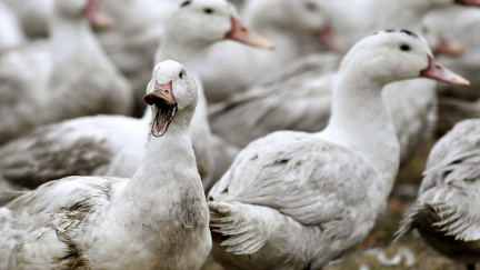 V chovu kachen na Pardubicku propukla ptačí chřipka. Utraceny budou tisíce opeřenců