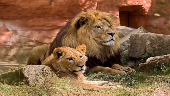 3 nádherné české zoologické zahrady