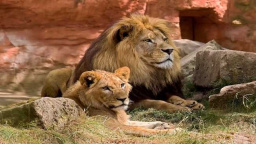 3 nádherné české zoologické zahrady