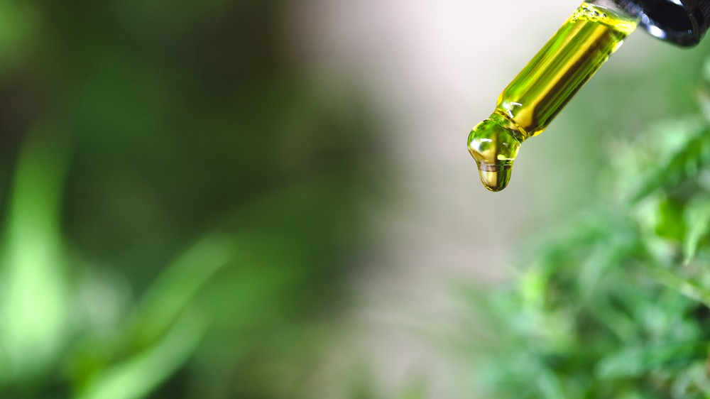 Proč jsou CBD oleje v módě?