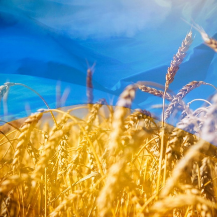 Podle Zelenského Rusové kradou ukrajinské obilí a blokují 22 milionů tun na vývoz