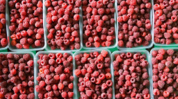 Maliny už sbírají v Británii i roboti. Prostě nejsou lidi