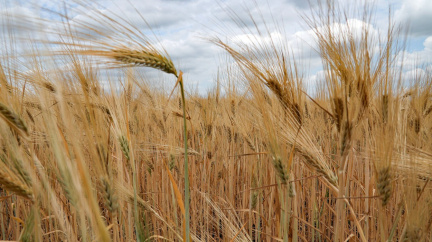U ukrajinských hranic mají vyrůst dočasná sila, pomohou s vývozem obilí