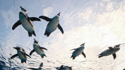 Mlsní tučňáci a vydry: Levný žvanec si nechte, chceme jíst to, co předtím