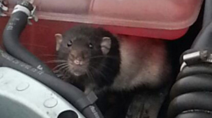Krysy a potkani jako mistři improvizace: Debužírují v autech