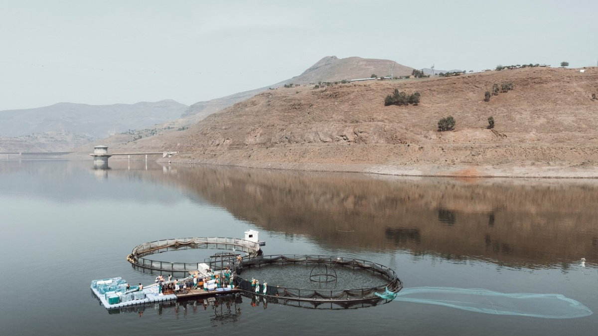 Chov pstruhů se v chudém království stává novým exportním šlágrem