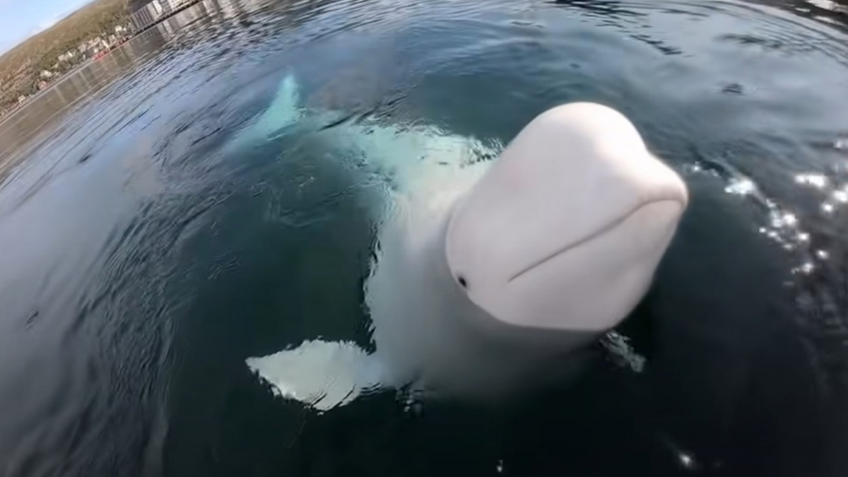 Zachraňte Willyho... vlastně přítulného Hvaldimira