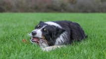 Eko pes Scruff