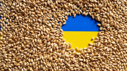 Solidarita ano, ale naši občané jsou na prvním místě: Poláci zakázali dovoz ukrajinského obilí