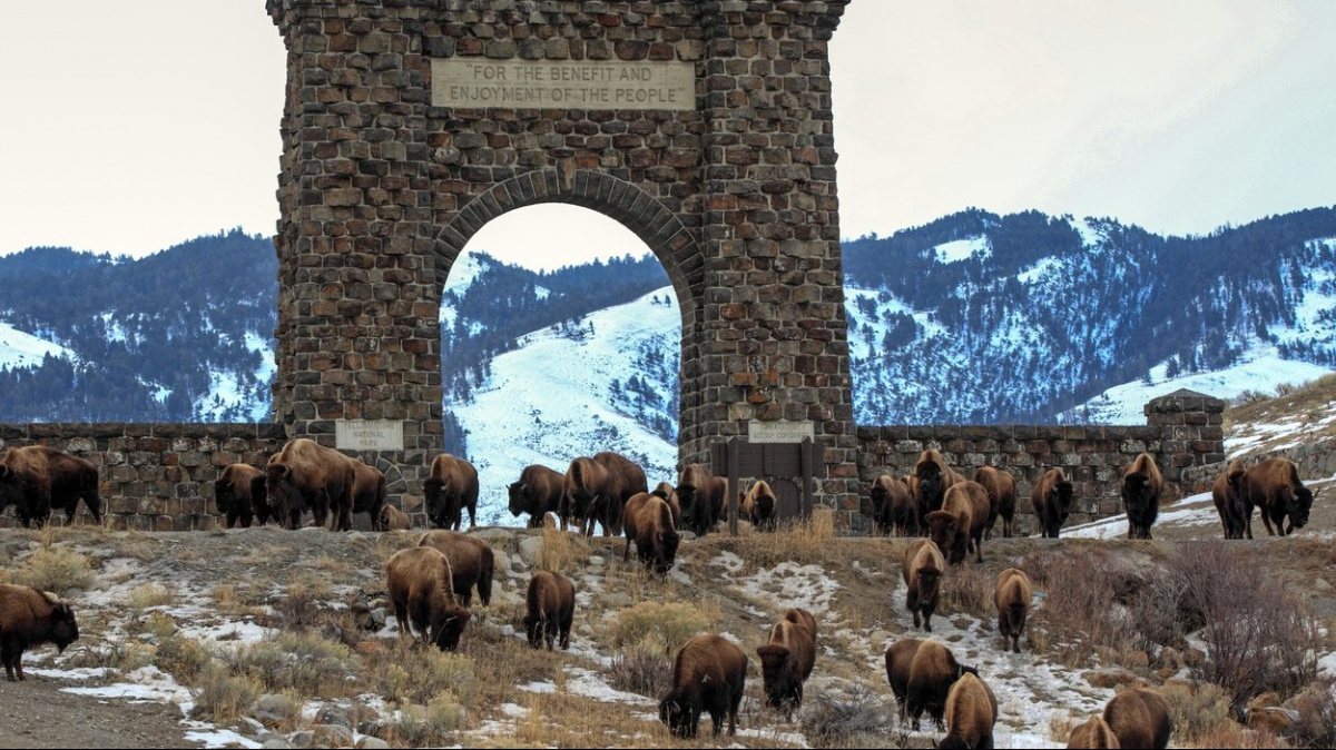 Nehlaďte ty chundelaté krávy a jak se vyhnout davům