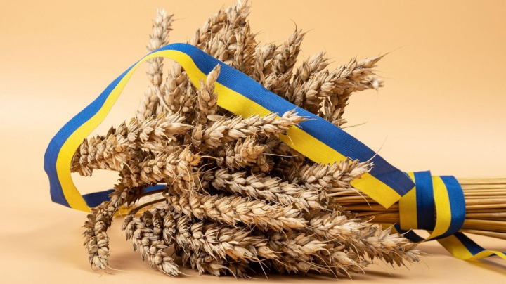 Kvůli dovozu z Ukrajiny hrozí, že čeští zemědělci budou svoje kvalitnější obilí muset likvidovat