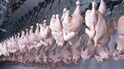 Polsko a Slovensko dovezly do Česka výrazně víc drůbežího masa. Pochází z Ukrajiny?