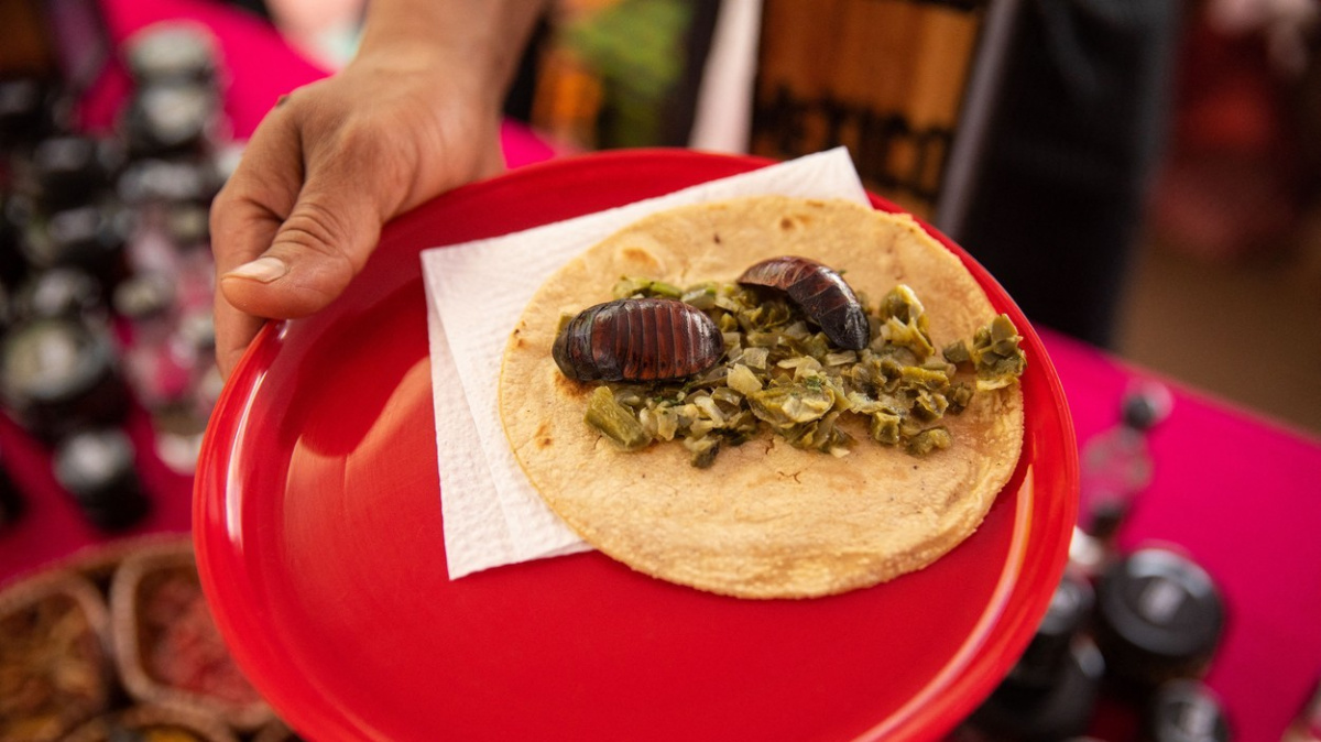 Český start-up Sens přišel kvůli dezinformacím o hmyzu o odběratele