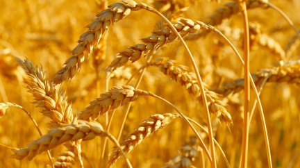 Kompenzace kvůli dovozu ukrajinského obilí budou podmíněné zrušením jeho zákazu