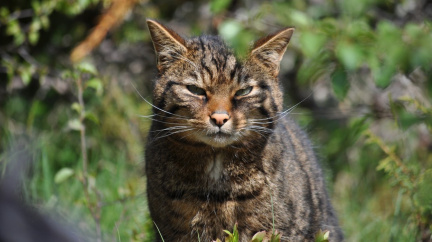 Divokým kočkám hrozí vyhynutí: Ztrácejí přirozené prostředí a kříží se s kočkami domácími