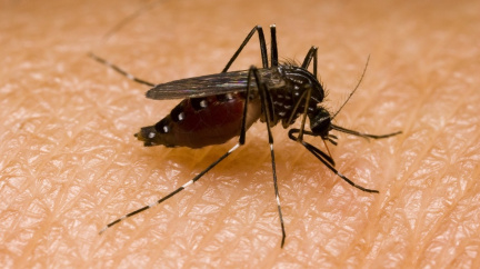 V Evropě se šíří nemoci přenášené komáry, prý kvůli klimatickým změnám