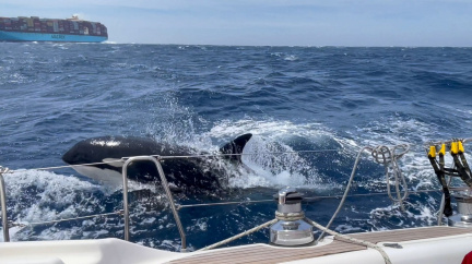 Nenadálé útoky kosatek na lodě mohou být důsledek traumatu i druh velrybího humoru