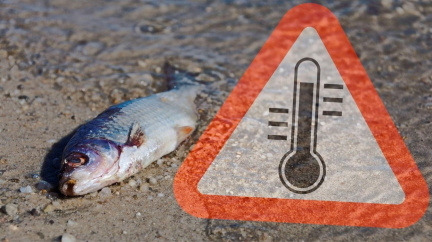 V Odře uhynuly stovky ryb, asi dvě procenta populace