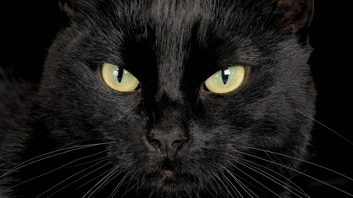 Dnes mají černé kočky svůj den. Zaslouží si ho