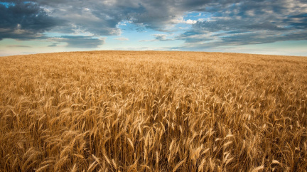 Klimatické změny a válka: Ve světě se zhoršila potravinová bezpečnost