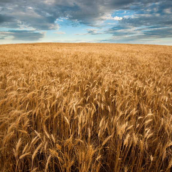 Klimatické změny a válka: Ve světě se zhoršila potravinová bezpečnost