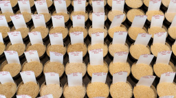 Indický zákaz vývozu rýže pociťují hlavně v Asii a Africe, dopadům se však nevyhnul nikdo