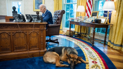 Master & Commander: Bidenův pes už pojedenácté někoho pokousal