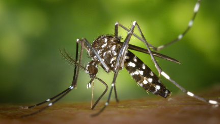 Jak se chrání Češi před komáry a klíšťaty?
