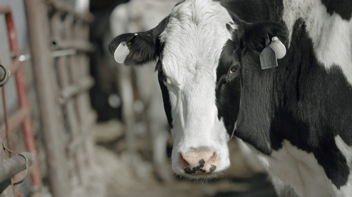 Do Česka se dováží 46 procent spotřeby mléčných výrobků, více je to jen na Slovensku