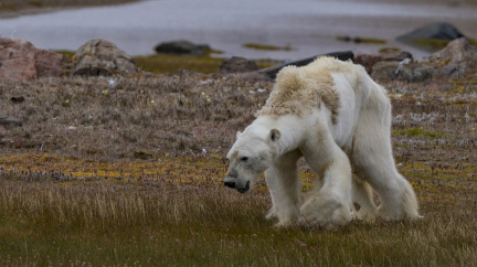 Ikonický vyhladovělý lední medvěd už dnes není symbolem klimatických změn