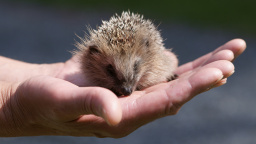 V Británii bude ježky sledovat umělá inteligence