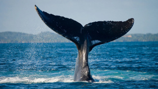 BBC: Vědci naslouchají velrybám a snaží se naučit jejich řeč