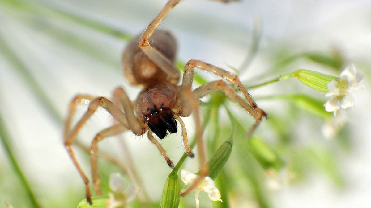 Klimatická změna zřejmě umožňuje v Česku žít novým druhům, kupříkladu jedovaté zápřednici