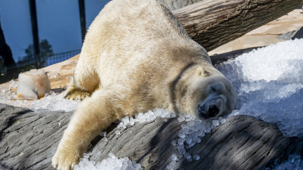 Zoo Praha dá dnes zvířatům opět led k ochlazení a zabavení