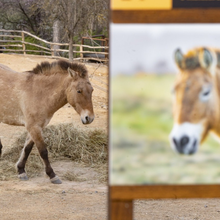 Mongolský prezident v pražské zoo pokřtil hříbě koně Převalského. Klisna dostala jméno Dagina, což znamená Nebeská víla.