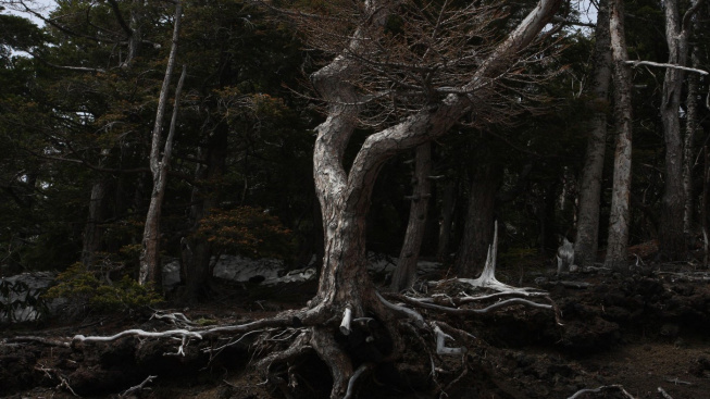 aokigahara