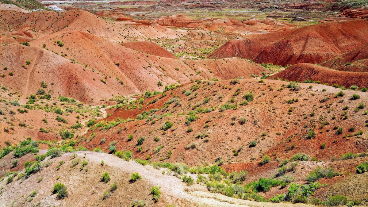 Batole mělo ujít 11 km v poušti. Objevil se ale velký pastevecký pes...