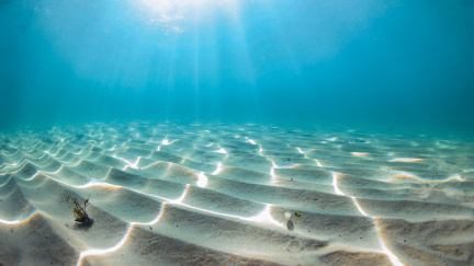 Nečekaný nález v Mississippi: Vědci vypátrali zabijáka na překvapivém místě