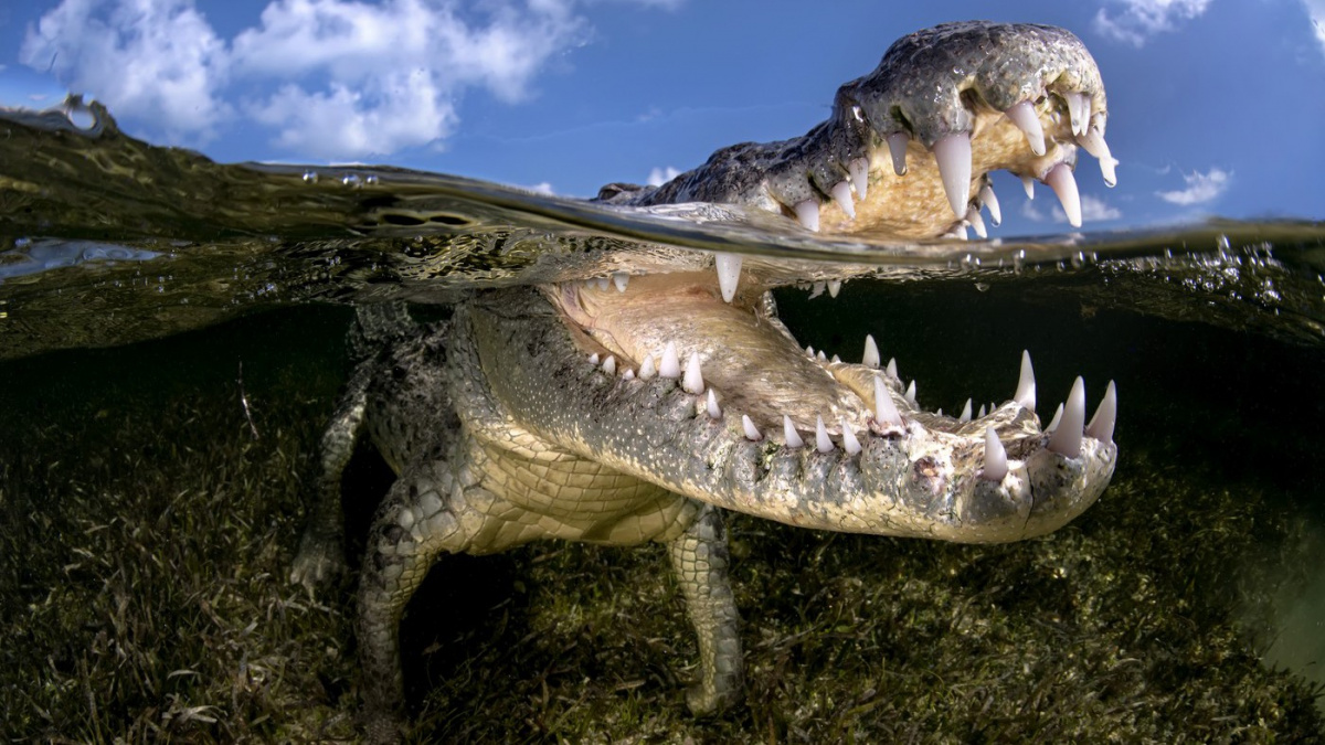 Tragédie v zoo. Turista si spletl krokodýla se sochou a skočil za ním do výběhu!