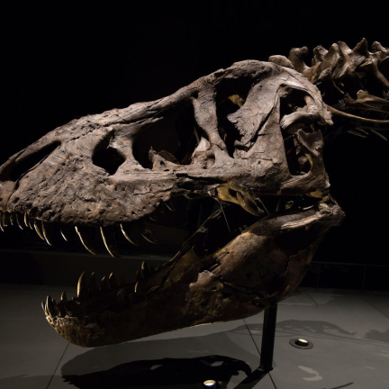 Laboratoře oživují dinosaura – kvůli módě!