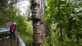 Zřejmě nejstarší strom světa na jihu Chile ohrožuje plán stavby dálnice