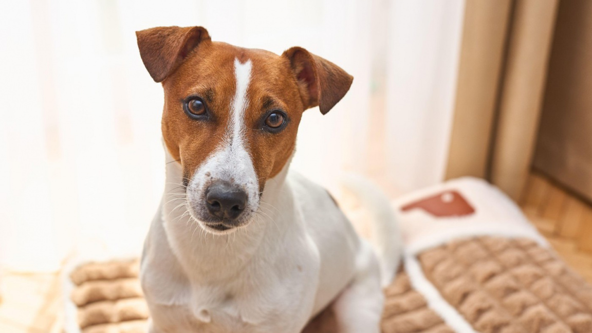 Další skandál na pražské veterině: Zaměstnankyně si domů odnášela zvrácené trofeje