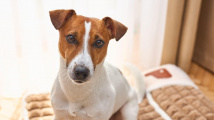 Další skandál na pražské veterině: Zaměstnankyně si domů odnášela zvrácené trofeje
