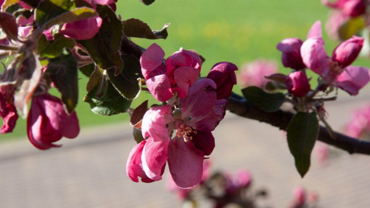 Plzeň rozdá lidem 700 ovocných stromů, chce zlepšit klima a vzhled města