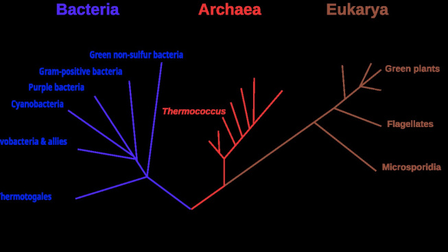 1280px-Phylogenetic_tree_of_life_1990_LUCA.svg