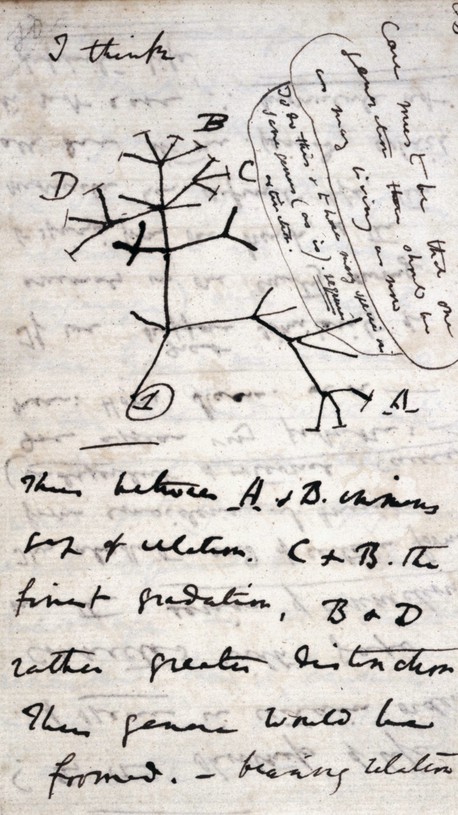 500px-Darwin_Tree_1837