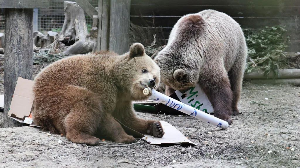 V britském zooparku utekly dvě medvědice, ve skladu spořádaly zásoby medu