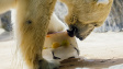 Zoo Praha dá v úterý kvůli vysokým teplotám zvířatům led k ochlazení.