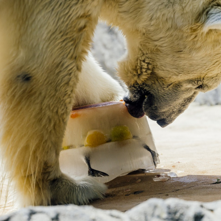 Zoo Praha dá v úterý kvůli vysokým teplotám zvířatům led k ochlazení.