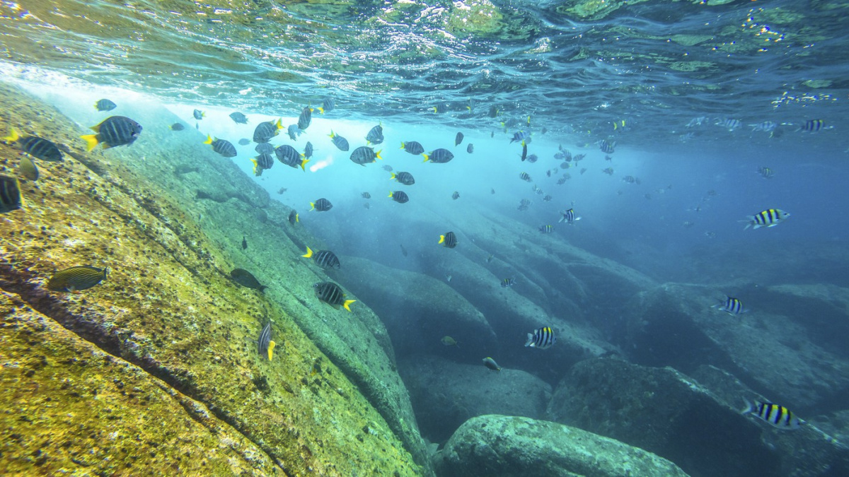 Zázrak v hlubinách: Vědci vytáhli z moře ztracený div světa!